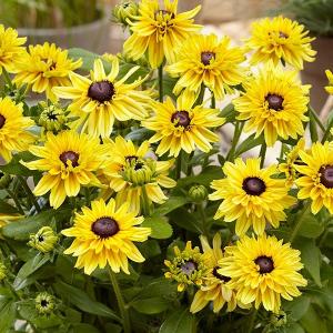 ルドベキア サハラの商品一覧 通販 Yahoo ショッピング