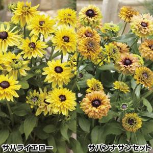 ルドベキア サハラの商品一覧 通販 Yahoo ショッピング