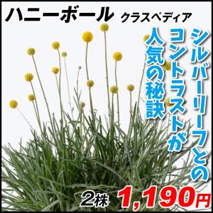 クラスペディア 花 ガーデニング の商品一覧 通販 Yahoo ショッピング