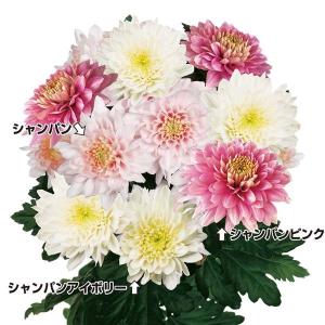 菊苗 切花菊苗 絢爛シャンパン菊セット 3種6株