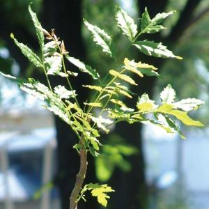 有用植物苗 虫除け植物 ニーム 1株 / 害虫忌避効果 虫よけ 虫除け アザディラクチン 家庭菜園 自家栽培｜花と緑 国華園