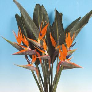 花苗 ストレリチア レジナ 1株 / 花の苗 レギネ ゴクラクチョウカ 極楽鳥花 観葉植物