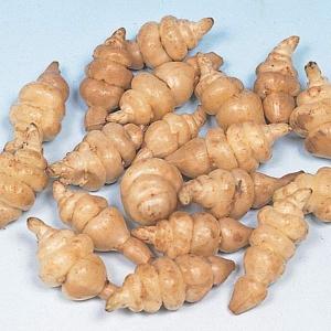 種いも 長老貴20個 / チョロギ ちょろぎ たねいも タネイモ 種芋 種イモ おせち