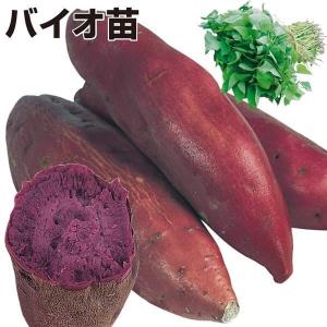 令和7年入荷分完売！】野菜の苗 バイオ(ウイルスフリー)苗 ベニアズマ