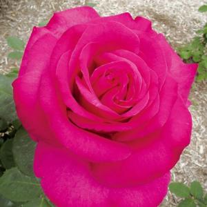 薔薇 パローレの商品一覧 通販 Yahoo ショッピング