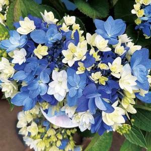 秋色アジサイ 切り花 花 ガーデニング の商品一覧 通販 Yahoo ショッピング