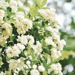 バラ苗 苗木 モッコウバラ 白 2株 / つるバラ CL 薔薇 バラの苗木 バラの木 バラの花 庭木 植木 花木苗｜kokkaen