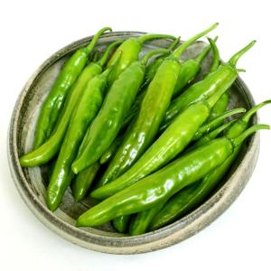 接木野菜苗 甘トウガラシ 接木F1サクッとあまなが 2株 唐辛子 やさいなえ なえ 国華園