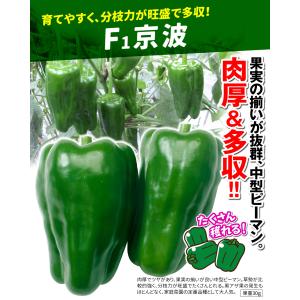 接木野菜苗 ピーマン 接木F1京波 1株 きょ...の詳細画像1