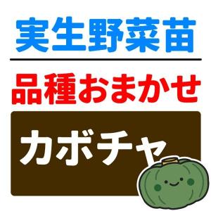実生野菜苗 品種おまかせ実生カボチャ 2株 南瓜 自根苗 やさいなえ なえ 国華園