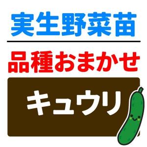 実生野菜苗 品種おまかせ実生キュウリ 2株 胡瓜 自根苗 やさいなえ なえ 国華園