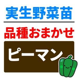 実生野菜苗 品種おまかせ実生ピーマン 2株 自根苗 やさいなえ なえ 国華園