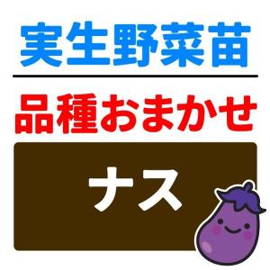 実生野菜苗 品種おまかせ実生ナス 2株 茄子 自根苗 やさいなえ なえ 国華園