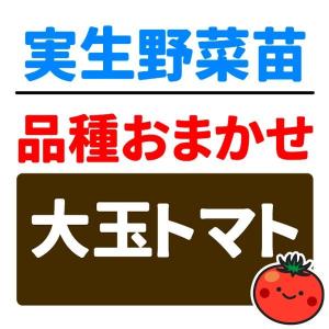 実生野菜苗 品種おまかせ実生大玉トマト 2株 自根苗 やさいなえ なえ 国華園