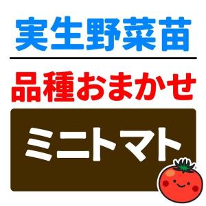 実生野菜苗 品種おまかせ実生ミニトマト 2株 自根苗 やさいなえ なえ 国華園