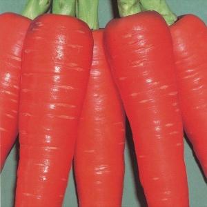 種 野菜たね ニンジン F1早生紅五寸 1袋（8ml） 人参 やさいの種 国華園