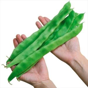 種 野菜たね インゲン おおさや豊 1袋（15ml） やさいの種 国華園