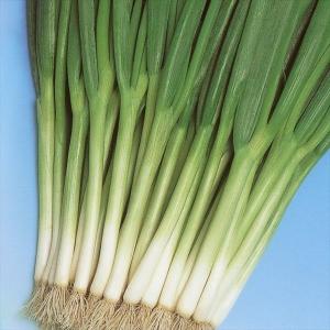 種 野菜たね ネギ 改良九条葱 1袋（8ml） 葱 やさいの種 国華園