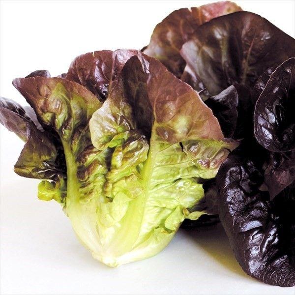 種 野菜たね レタス パリスタレッド 1袋（30粒） やさいの種 国華園