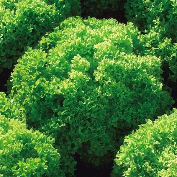 種 野菜たね レタス グリーンフリー 1袋（2ml） やさいの種 国華園