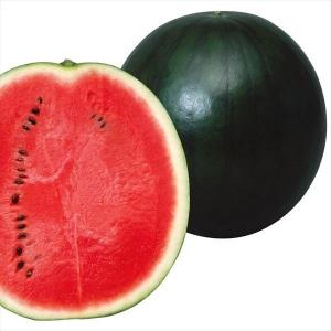 種 野菜たね 大玉スイカ F1黒ちゃん 1袋（5粒） 西瓜 やさいの種 国華園