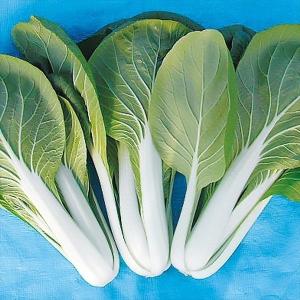 種 野菜たね 健康野菜 F1やわらかしろな 1袋（5ml） やさいの種 国華園