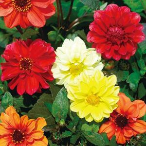 ダリア 種の商品一覧 通販 Yahoo ショッピング