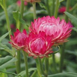 ヘリクリサム 種の商品一覧 通販 Yahoo ショッピング