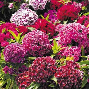 美女ナデシコ 花の種 の商品一覧 種 種子 花 ガーデニング 通販 Yahoo ショッピング