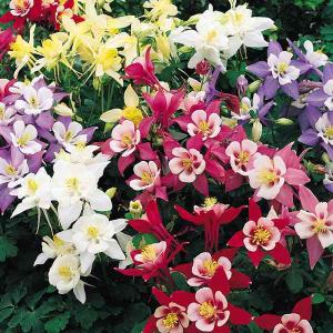 花と緑 国華園 西洋おだまき 花たね Yahoo ショッピング
