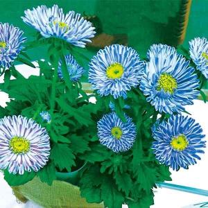 ブルーアスター 花 ガーデニング の商品一覧 通販 Yahoo ショッピング