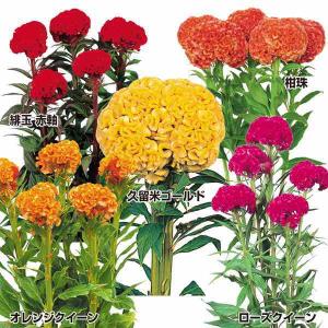 ケイトウ 種 花の種 の商品一覧 種 種子 花 ガーデニング 通販 Yahoo ショッピング