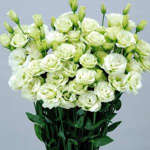 花と緑 国華園 トルコキキョウ 花たね Yahoo ショッピング