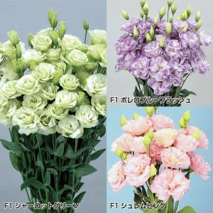 花と緑 国華園 トルコキキョウ 花たね Yahoo ショッピング