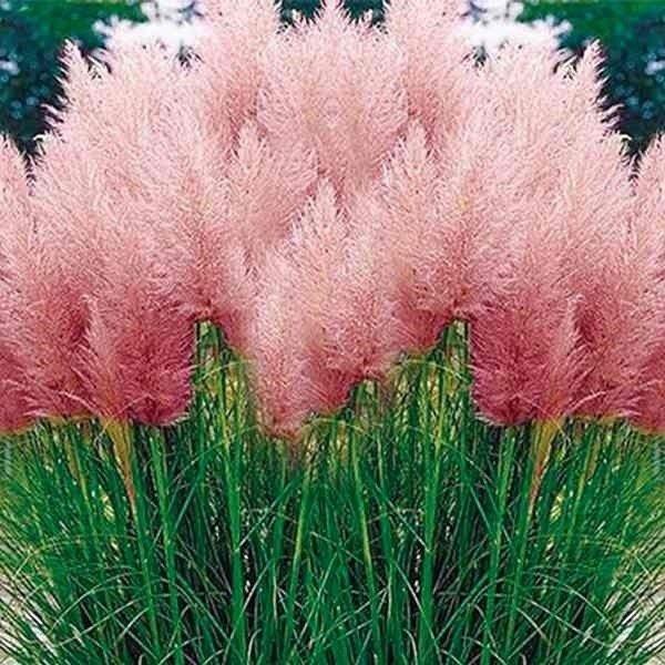 種 花たね パンパスグラス ピンクフェザー 1袋(80粒)
