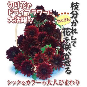種 花たね ひまわり F1ルージュロイヤル 1...の詳細画像1