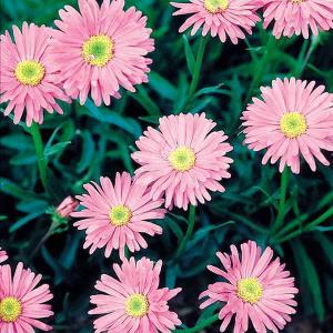 宿根アスター 花の種 の商品一覧 種 種子 花 ガーデニング 通販 Yahoo ショッピング