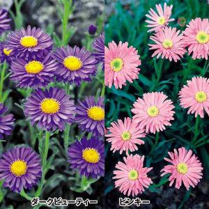 宿根アスター 花の種 の商品一覧 種 種子 花 ガーデニング 通販 Yahoo ショッピング