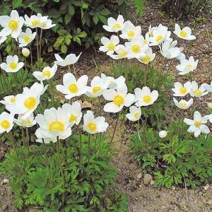 菊苗 小菊 江戸菊 江戸黄八丈 1株 : 花と緑 国華園 - 通販 - Yahoo