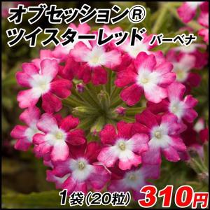 バーベナ 種 花 ガーデニング の商品一覧 通販 Yahoo ショッピング