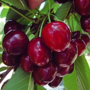 果樹苗 サクランボ アメリカンチェリー ステラ 1株