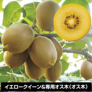 果樹の苗 苗木 果樹種類 キウイ 苗木 植木 花 ガーデニング 通販 Yahoo ショッピング
