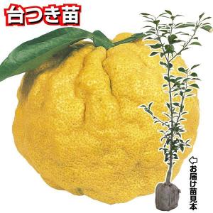 獅子柚子の商品一覧 通販 Yahoo ショッピング