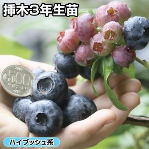 ハイブッシュ系ブルーベリー苗 チャンドラ挿木3年生苗 1株 果樹苗｜花と緑 国華園