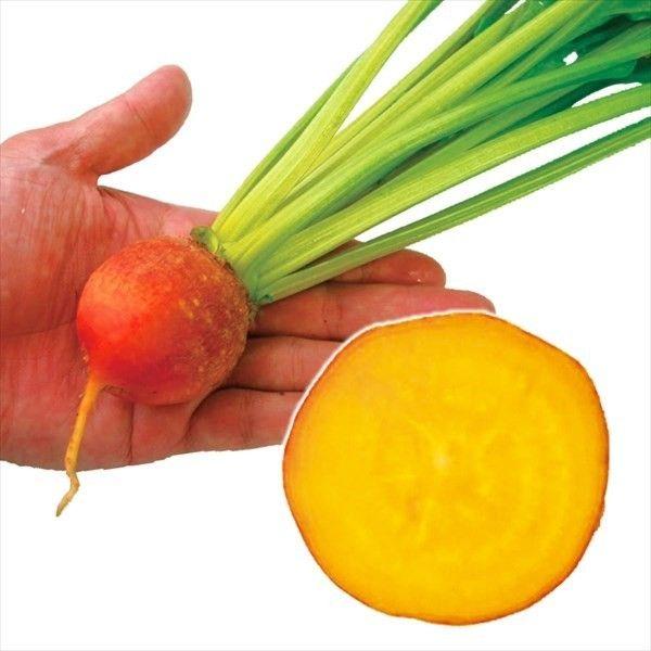 種 野菜たね ユニーク野菜 オレンジビーツ 1袋（80粒） やさいの種 国華園