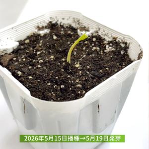 国華園 種 野菜たね ユニーク野菜 モリンガ ...の詳細画像3