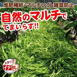 緑肥・景観作物 種 野菜たね マルチ大麦 てまいらず 1袋（0.5kg） やさいたね 国華園 こっかえん｜kokkaen