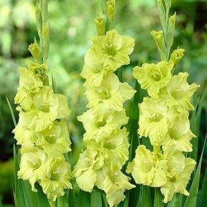 [在庫処分セール] 春植え球根 グラジオラス 特大球 緑花