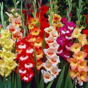 [在庫処分セール] 春植え球根 グラジオラス 2色咲福袋