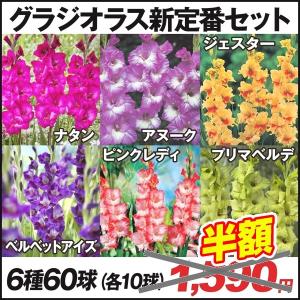 [在庫処分セール] 春植え球根 グラジオラス 新定番セット